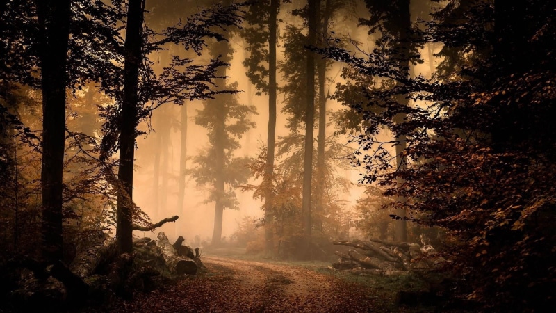scenics - nature, darkness, trunk, no people, tranquil scene, woodland, branch, plant, mist, tree, outdoors, growth, twilight, tree trunk, land, forest