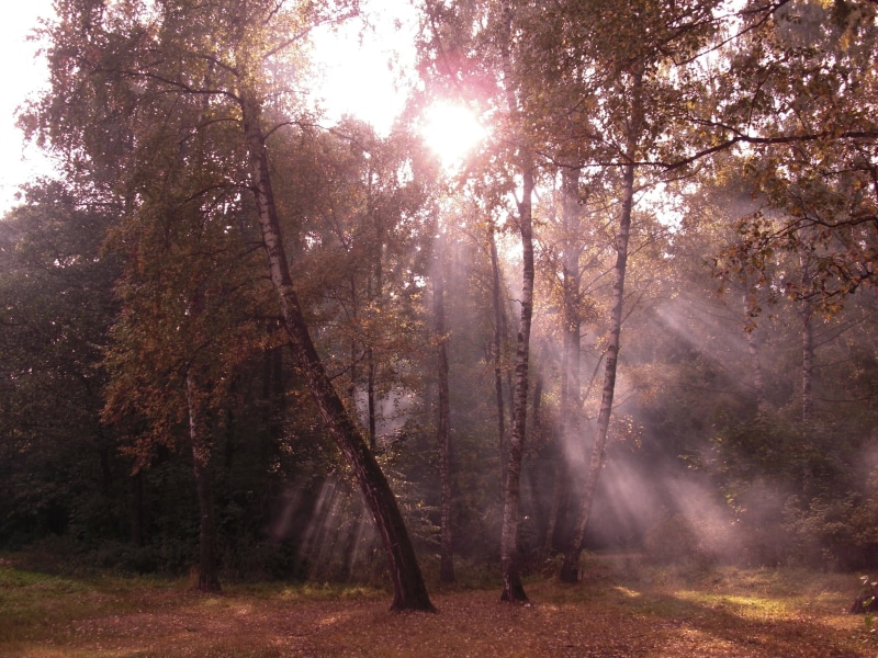 season, colors, beauty In Nature, orange Color, tree, morning, bright, environment, sunrise - Dawn, scenics, yellow, day, forest, light, land, park - Man Made Space