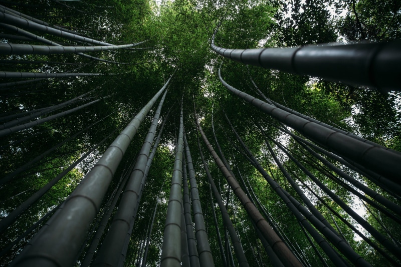 natural, connection, tree canopy, low angle view, green Color, japan, kyoto, plant, Woodland, tree trunk, bamboo, growth, Japan, bamboo - Plant, no people