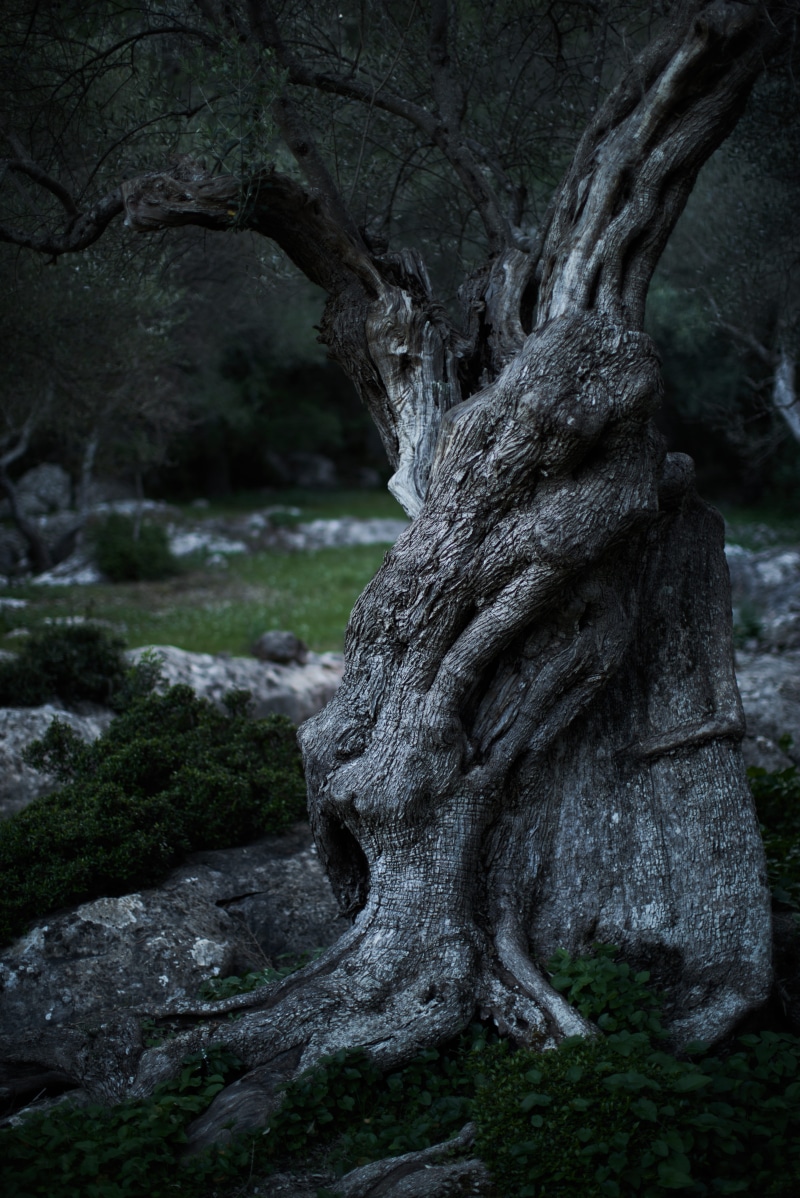 bark, roots, beauty in nature, rough, tree trunk, gray, growth, bare, plant, focus on foreground, dusk, olive, tree, land, old, woodland, no people, textured