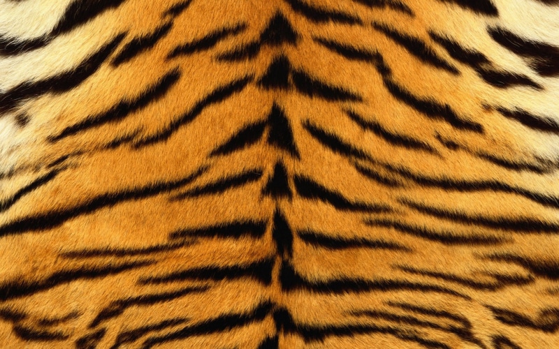 pattern, cat, feline, close-up, skin, animal hair, abstract, striped, tropical Rainforest, stripes, animal Skin, white, one animal, animals In The Wild
