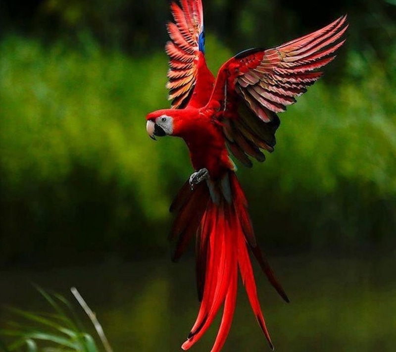 animal, animal themes, tropical rainforest, animals in the wild, feather, scarlet macaw, nature abstract flowers parrot, red, 720P, full length, spread wings