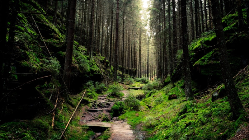 tranquil Scene, pine, travel, water, tranquility, hiking, nature, national Park, trail, tree, 4K, growth, plant, woodland, rock - Object, beauty In Nature