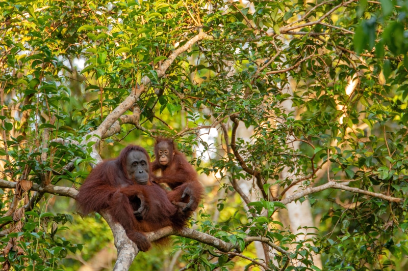 nature, group of animals, wild, plant, day, orangutan, wildlife, oil, mother, baboon, monkey, killing, hairy, animal themes, palm, animals in the wild