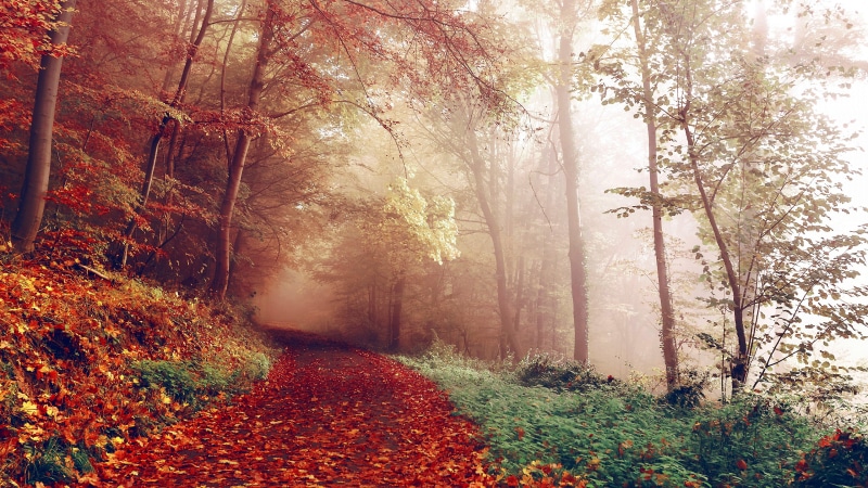 branch, tree, foggy, sunlight, deciduous, leaves, fog, 4K, path, autumn, forest path, forest, woodland, grass