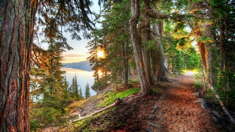 wilderness, usa, tree, crater lake, oregon, sunlight, woodland, united states, lake, biome, nature, forest, 1080P, path