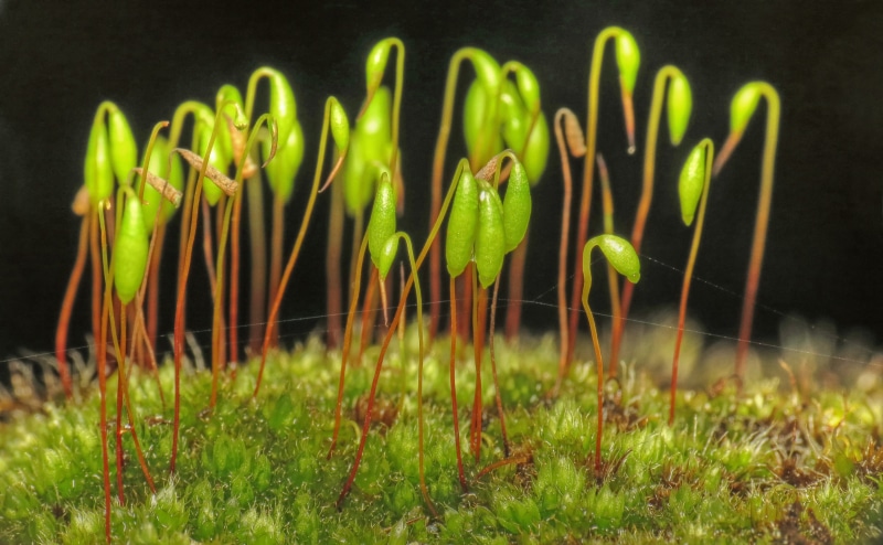 nature, spider, gametophyte, plants, Bryophyte, sporophyte, grass, Moss  green, Calyptra, thread, 4K, leaf, green plants, close-up, Martlesham, green