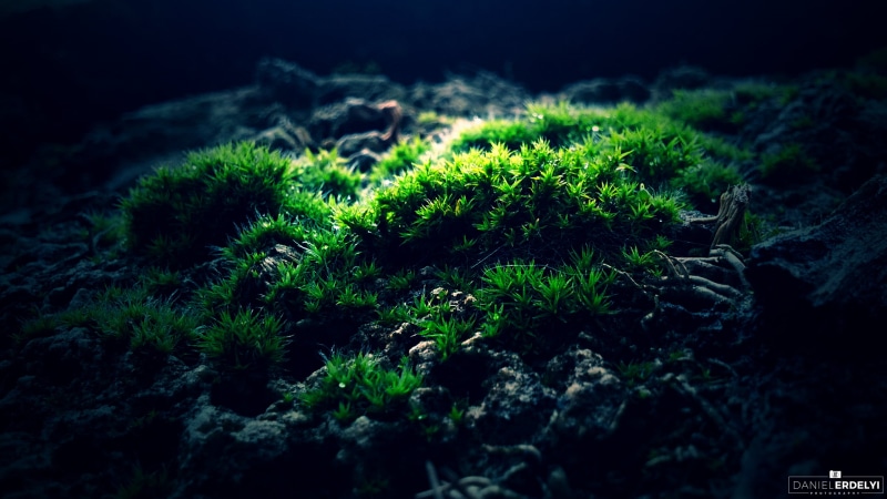 forest, land, selective focus, green Color, day, macro, freshness, outdoors, scenics, plant, tree, summer, focus on foreground, tranquility, green, no People