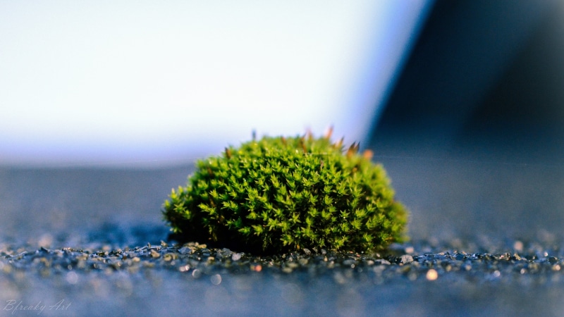 beauty in nature, macro, green, leafed, 4K, flower, beginnings, selective focus, freshness, studio shot, healthcare and medicine, green color, table, marijuana - herbal cannabis
