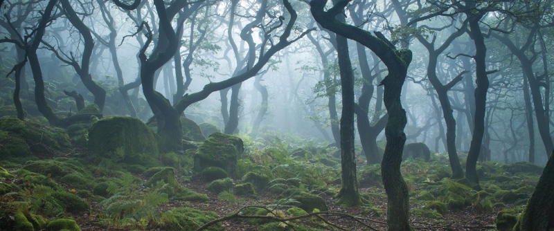 forest, remote, tree trunk, tree, scenics - nature, branch, growth, fog, environment, rainforest, beauty in nature, tranquility, land, plant, moss, lot