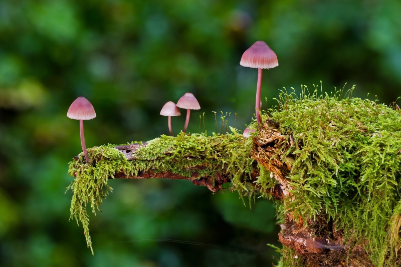 no people, toadstool, close-up, four, leaf, mushrooms, autumn, focus on foreground, outdoors, red, pink color, tree trunk, forest mushrooms, nature, vegetable