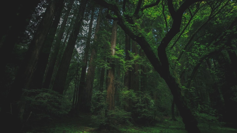 foliage, plant, rainforest, green color, green, 1080P, beauty in nature, tranquil scene, tree trunk, tree, leafed, growth, scenics - nature, non-urban scene