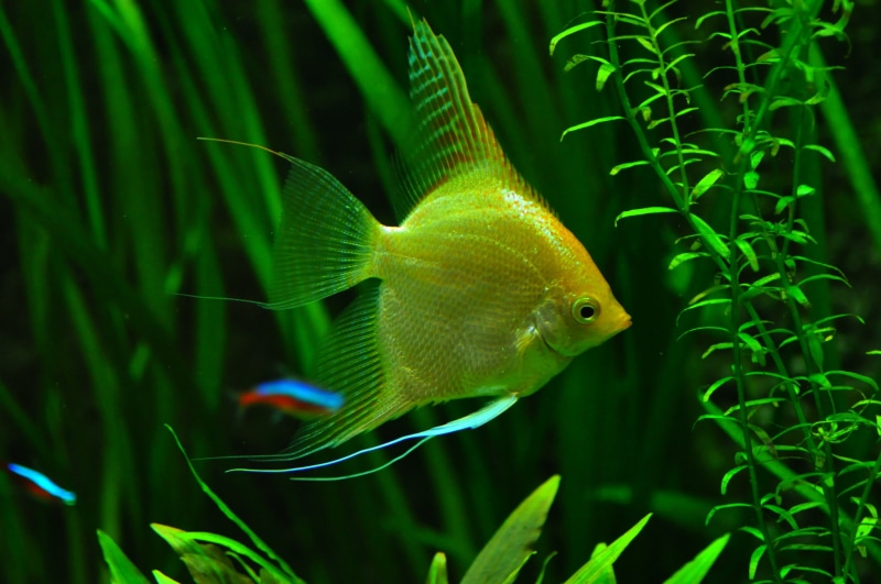 nature, blue, animal themes, aquarium, yellow, netherlands, sea, swimming, water, angelfish, transparent, marine, underwater, fish, amsterdam, no people