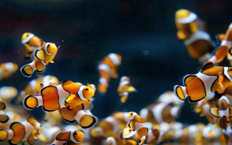 clowns, aquarium, fish, 720P