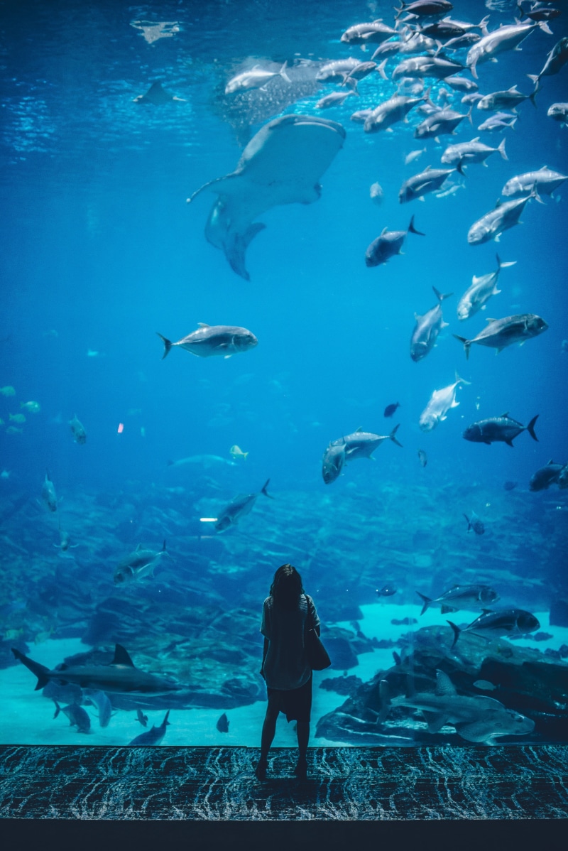 shark, amazement, glass, woman, sea, fish tank, water, aquarium, group of animals, underwater, 5K, awe, vertebrate, fish