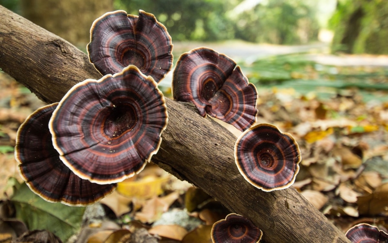 natural pattern, wood - material, forest, metal, fall, focus on foreground, nature, mushroom, field, mushrooms, 1080P, outdoors, textured, spiral, depth of field