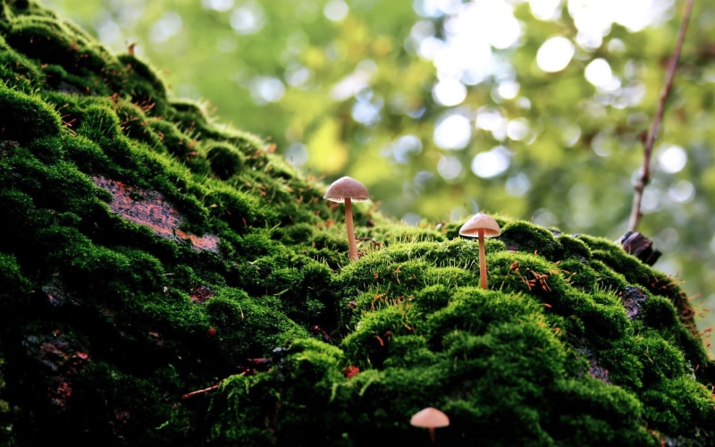 focus on foreground, outdoors, vulnerability, growth, tree, close-up, bokeh, green, moss, rainforest, depth of field, plant part, plant, pink, no people