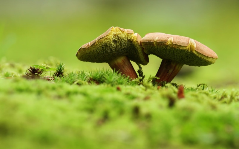 2K, woodland, food and drink, fungus, no People, nature, macro, mushroom, edible Mushroom, plant, vegetable, gourmet, brown, moss, summer, season, green