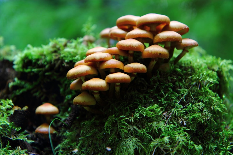 vegetable, brown, flora, edible Mushroom, photo, freshness, 1080P, fungus, autumn, surrounded, forest, food, grass, green grass, organic, mushroom, growth