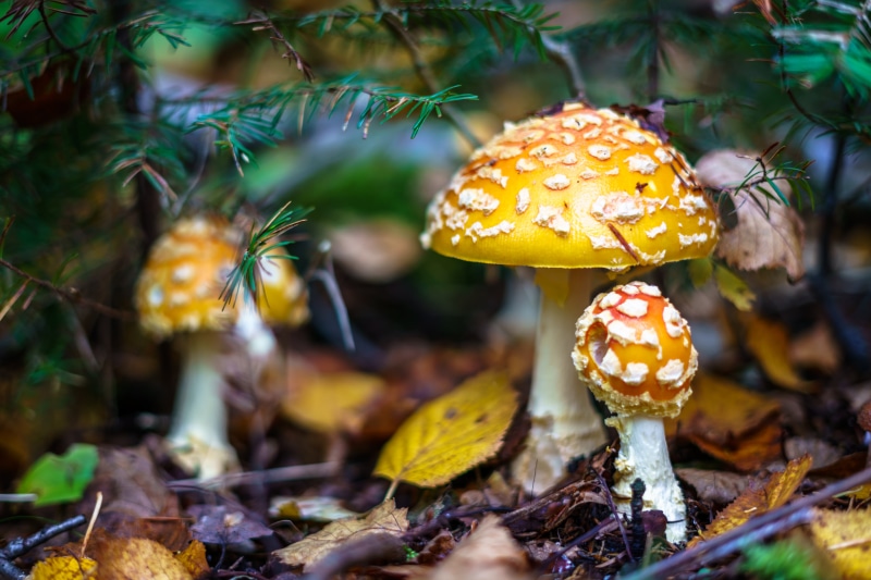 toadstool, nature, amanita Parcivolvata, 8K, toxic Substance, cap, forest, autumn, woodland, poisonous, brown, season, plant, close-up, leaf, moss, fly Agaric Mushroom
