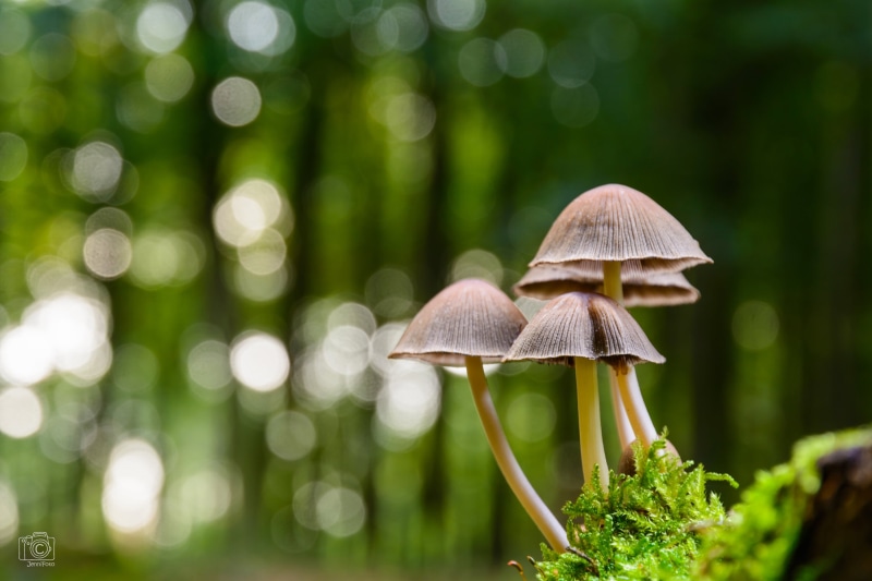 photo, mushroom, plant, green, toadstool, macro, jennifer, brown, outdoor, nikon, growth, close-up, autumn, fungus, forest, closeup, natur, 2K, nature