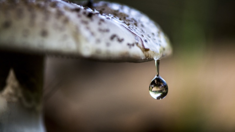 depth of field, single object, day, nature, close-up, dew, motion, selective focus, no people, extreme close-up, wet, focus on foreground, macro, brown