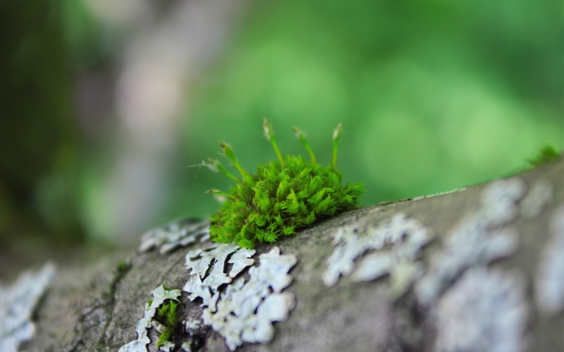 selective focus, rock - object, close-up, macro, nature, grass, backgrounds, tree, small, day, new Life, botany, green, springtime, focus on foreground