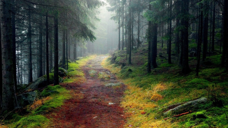 hd nature, path, Forest, 2560x1440, 4K, tree, Fog, nature, 2K