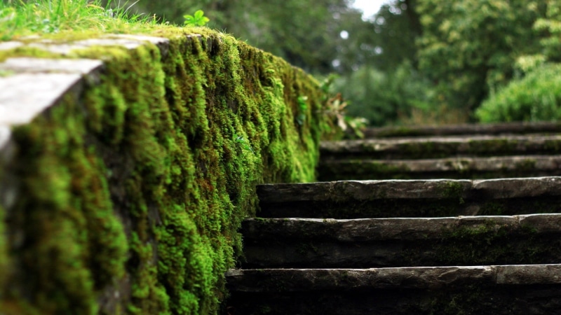 scenics, steps and staircases, depth of field, tree, architecture, focus on foreground, stairs, green, outdoors, tranquility, rural Scene, formal Garden