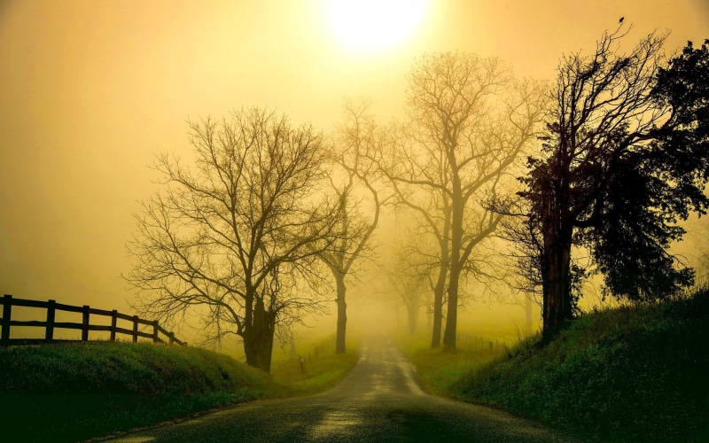 sunlight, plant, bare tree, mist, nature, sky, outdoors, fog, grass, tranquility, trees, tree, road, land, pathway, sunset, sun, scenics - nature, fence