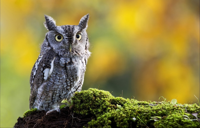 moss, birds, 1080P, owl, animals