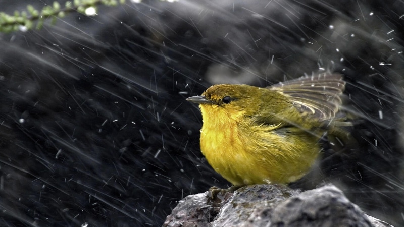 rainy, rain, cute, rain drops, 4K, bird, weather, wind