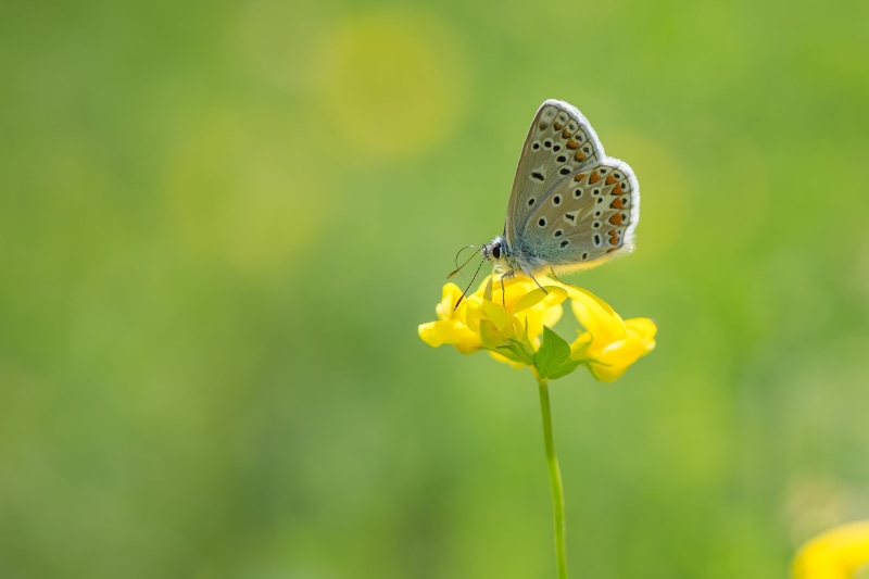 Irchelpark, nature, Argus, macro, multi Colored, butterfly - Insect, macro photography, close-up, beauty In Nature, Schmetterling, green Color, Lycaenidae