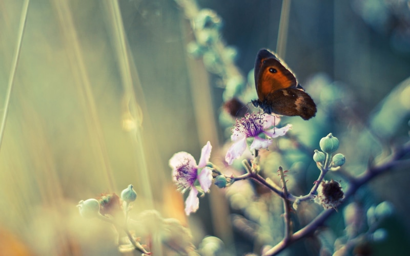 flying, blossom, animals, flowers, painting, insect, plants, depth of field, flower head, photo, purple, owl, yellow, close-up, 1080P, summer, butterfly