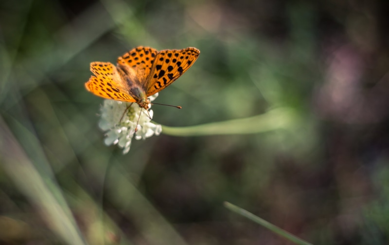 Orange, wonder, butterfly, 2K, nature, insect, close, macro, summer, black, animal, photo, butterfly - Insect, romania, beauty In Nature, black butterfly
