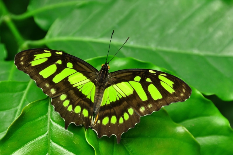 animal Wing, antennae, butterfly, colorful, siproeta, macro, beauty In Nature, animal wildlife, animal markings, background, leaves, pollen, summer, green