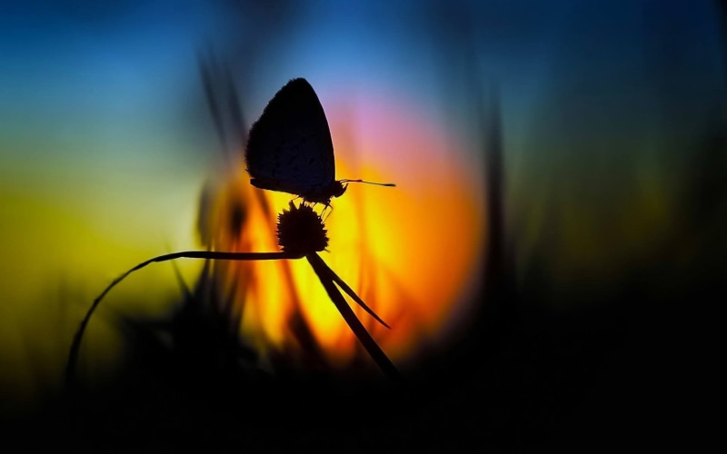 growth, springtime, vulnerability, outdoors, butterfly, macro, yellow, flowering plant, sunset, no people, animal, meadow, flowers, sunlight, multi Colored