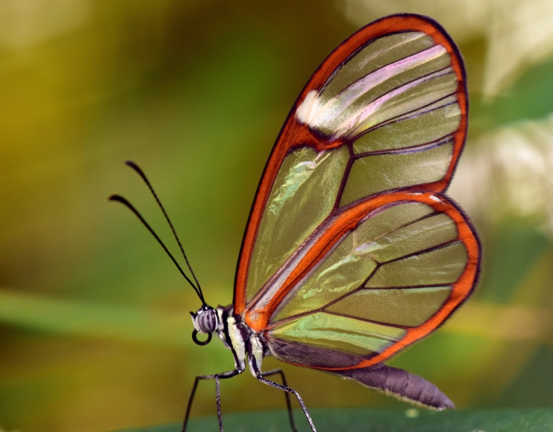 glass wings, plant, transparent, butterfly, wing, 4K, animals in the wild, invertebrate, green, surface, close, outdoors, nature, greta oto, close-up