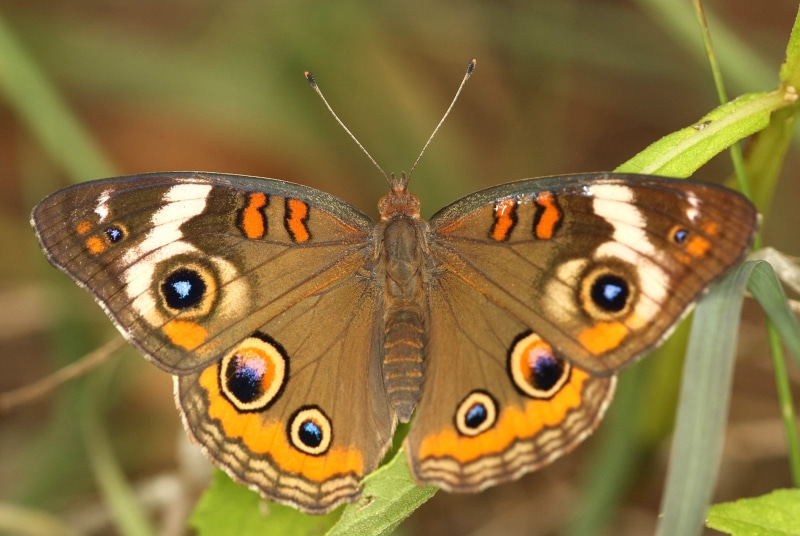 1080P, close, insect, animal Wing, junonia coenia, close-up, beauty In Nature, brown, white, wildlife, Macro, common, animal, multi Colored, Common Buckeye