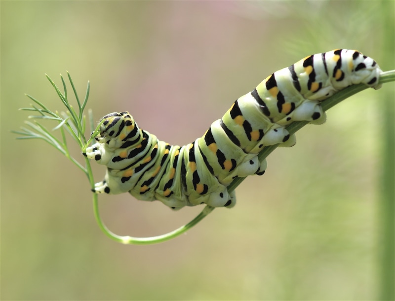 stretch, nature, black, Bravo, close-up photography, Macro, wildlife, Nibble, close-up, biology, photography, DSLR, animal, cute, Masterpiece, Superb, Swallowtail  Butterfly