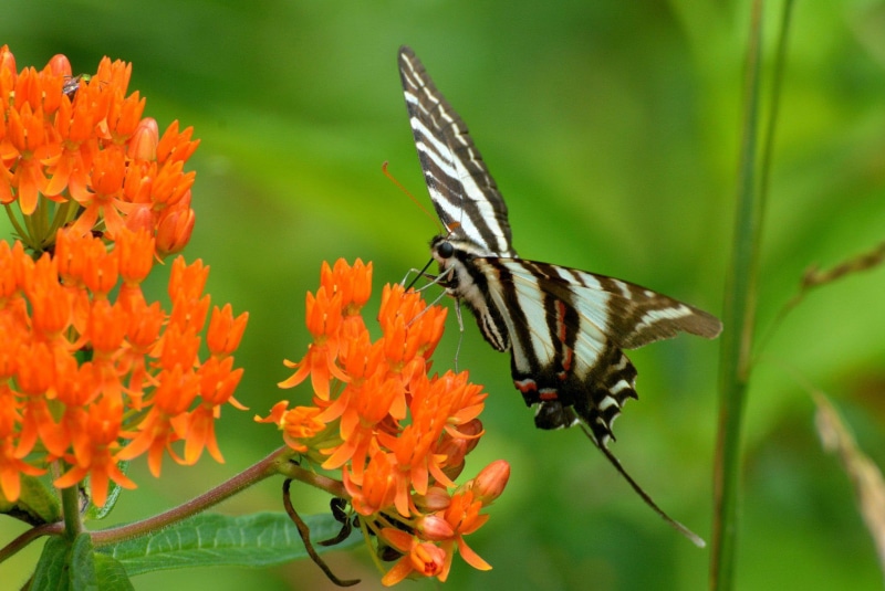 zoom, insects, macro, 1080P, butterfly, white, brown, close, background, nature