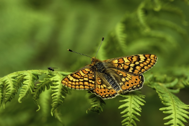 beauty In Nature, A77, butterfly - Insect, 2K, Photo, animal, macro, multi Colored, green Color, butterflies, animal Wing, summer, nature, mariposas, orange