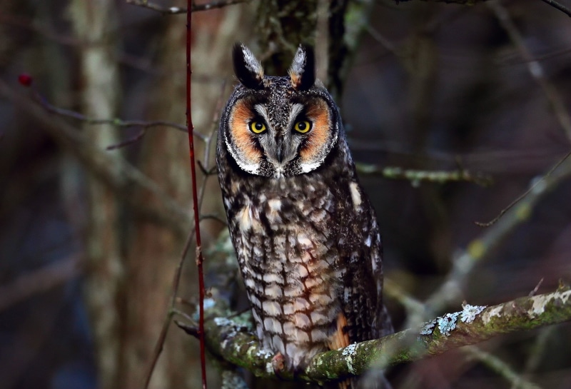 s, 1080P, branch, owl, Bird