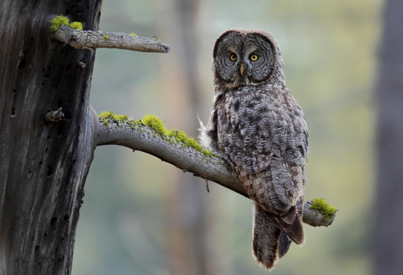 moss, grey, Grey Owl, Bird, tree, 1080P, owl, branch