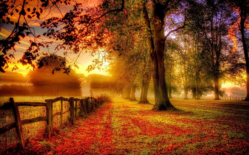 Red, Park, Fence, Leaves, 1080P, Scenery, Autumn, Road