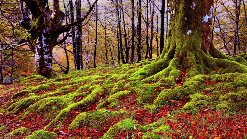 tree, woodland, grove, mossy, root, moss, wilderness, autumn, woody plant, 4K, ecosystem, flora, vegetation, trees, nature, roots, forest, deciduous