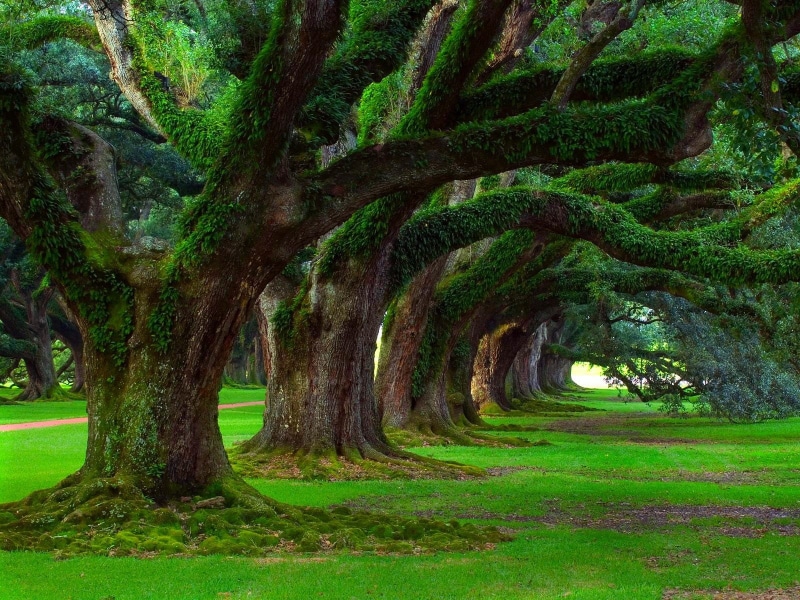 nature, no people, green, tranquility, trees, 720P, field, tranquil scene, tree, grass, trunk, environment, scenics - nature, non-urban scene, green color
