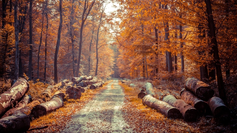 environment, trees, woodland, road, change, no People, gold Colored, season, color Image, beauty In Nature, brown, land, the way forward, wood - Material