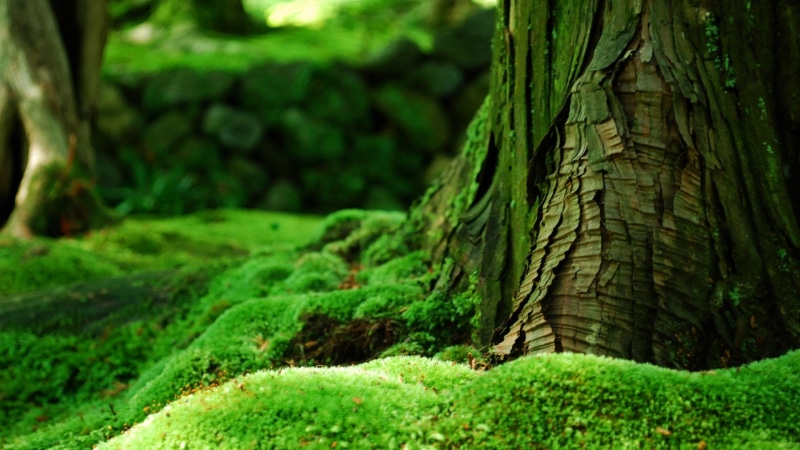 1080P, tree, woodland, green, green nature, mossy, moss, forest