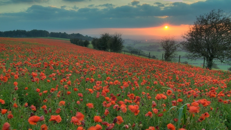 flowerbed, landscape, flower, red, field, scenics - nature, environment, freshness, flower head, plant, beauty in nature, outdoors, land, vulnerability